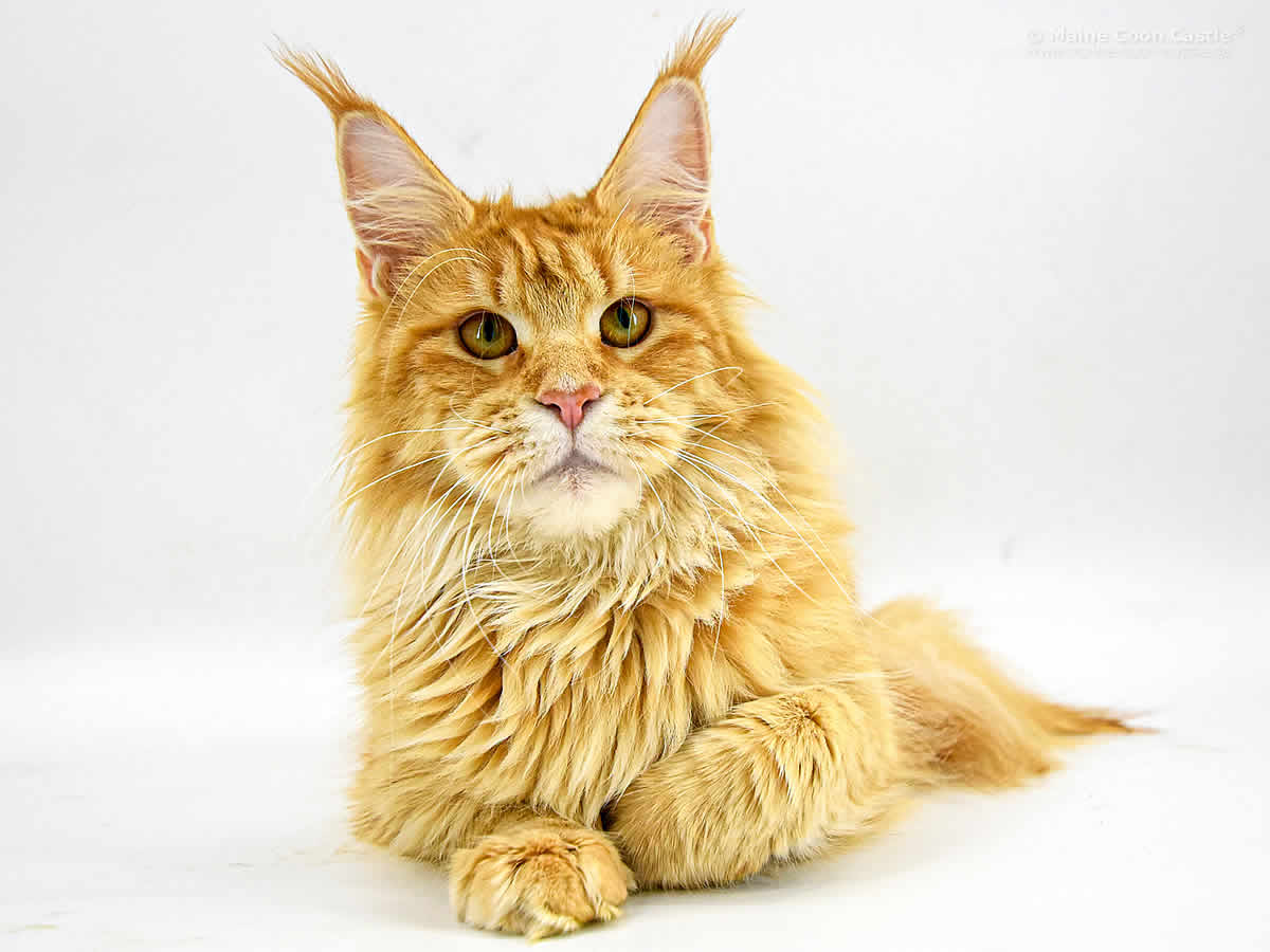 Nanny 1 Jahr 1 Monat Nanny 1 Jahr 1 Monat 1