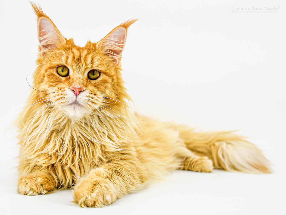 Nanny 2 Jahre 2 Monate Nanny 2 Jahre 2 Monate