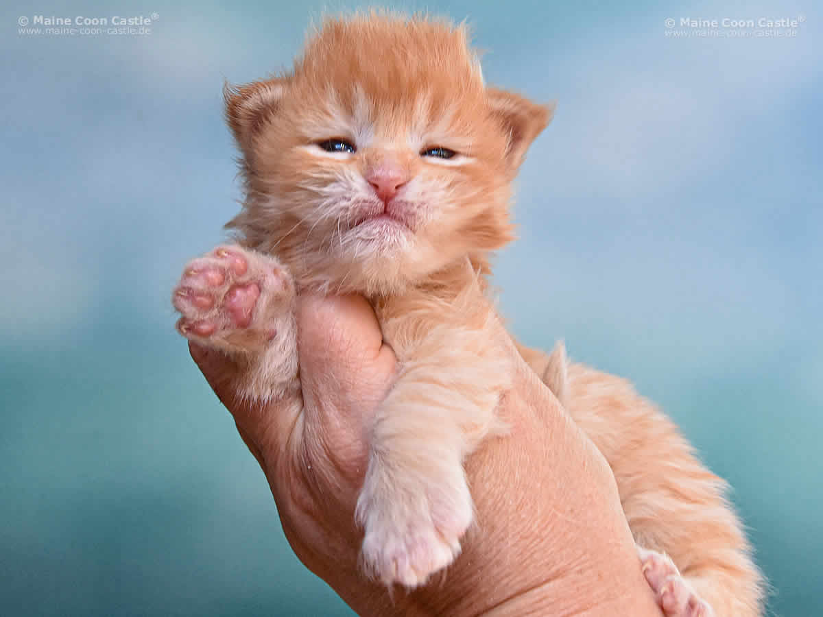 Nanny 2 Wochen Nanny 2 Wochen