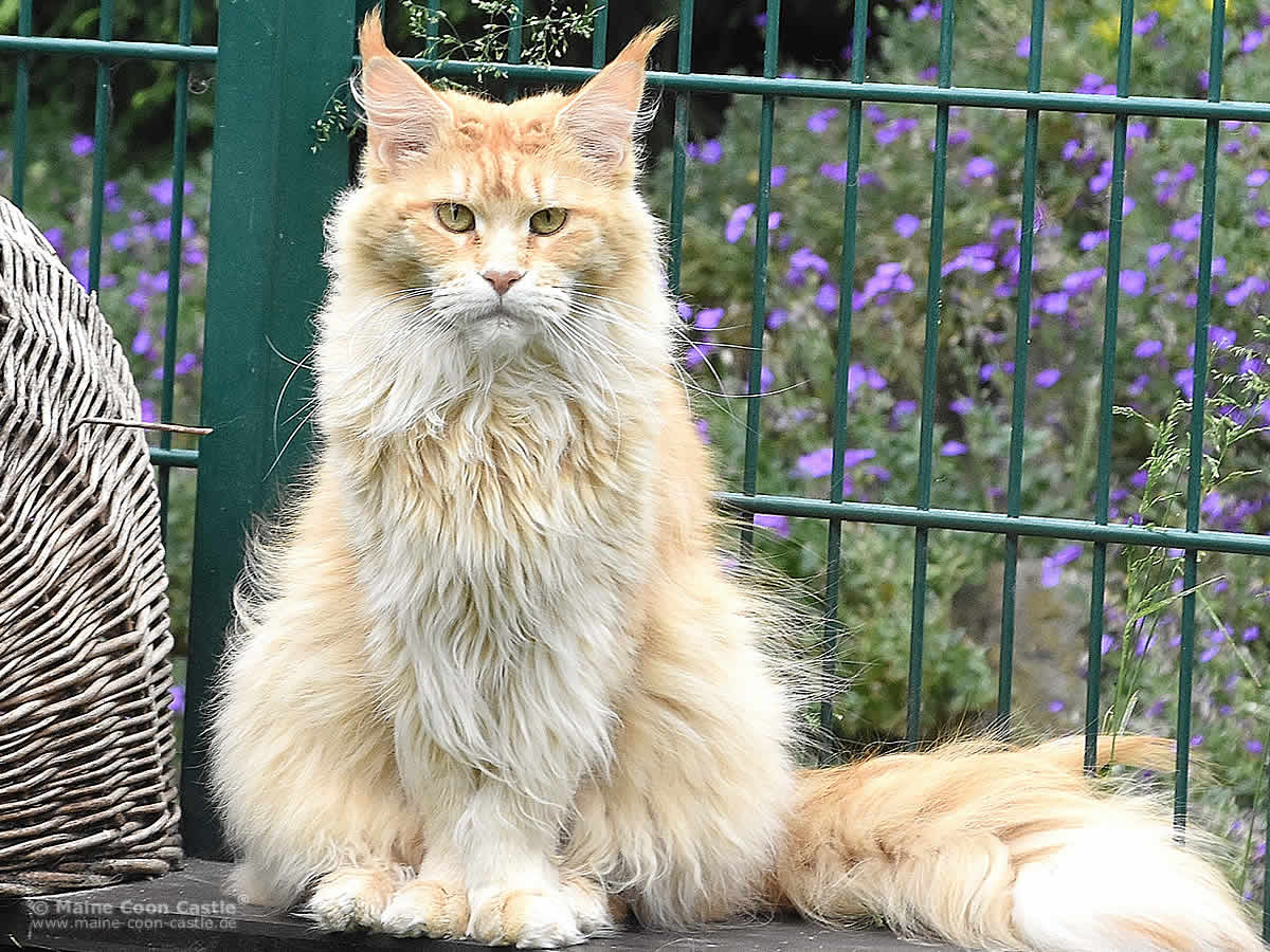 Nanny 3 Jahre 3 Monate alt Maine Coon Katze Nanny 3 Jahre 3 Monate alt