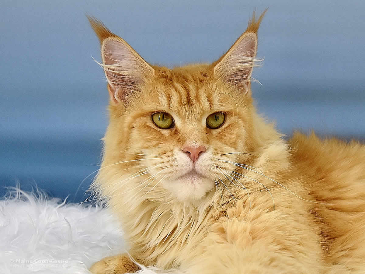 Nanny 3 Jahre und 5 Monate alt Maine Coon Katze Nanny 3 Jahre und 5 Monate alt