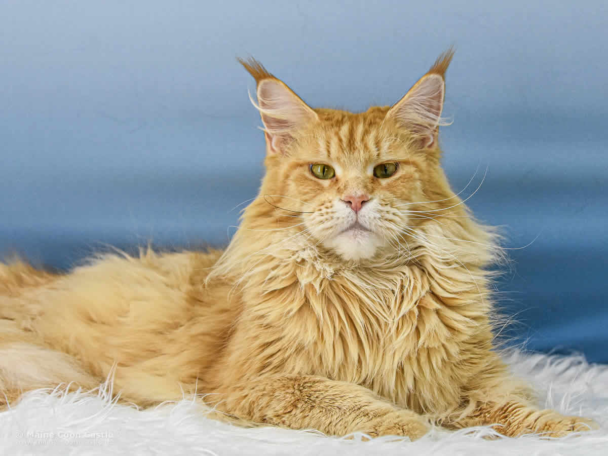 rote Maine Coon Katze Nanny 4 Jahre und 2 Monate alt