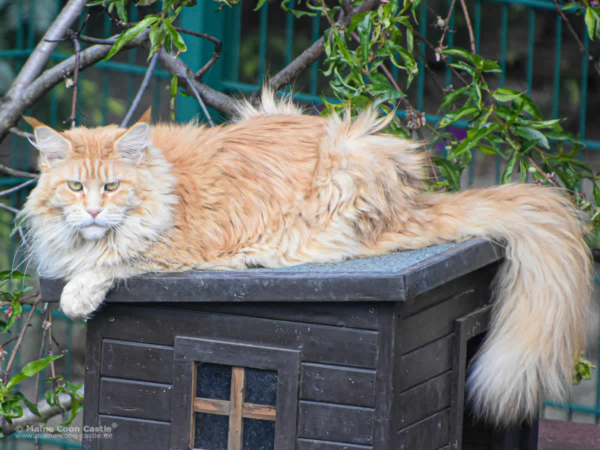 Nanny 4 Jahre und 2 Monate alt rote Maine Coon Katze Nanny 4 Jahre und 2 Monate alt