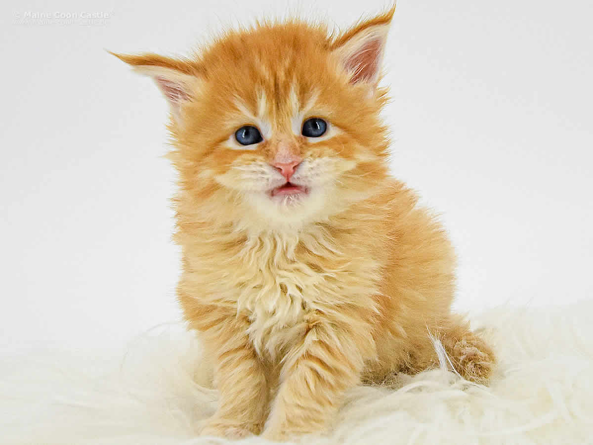 Nanny 4 Wochen Nanny 4 Wochen