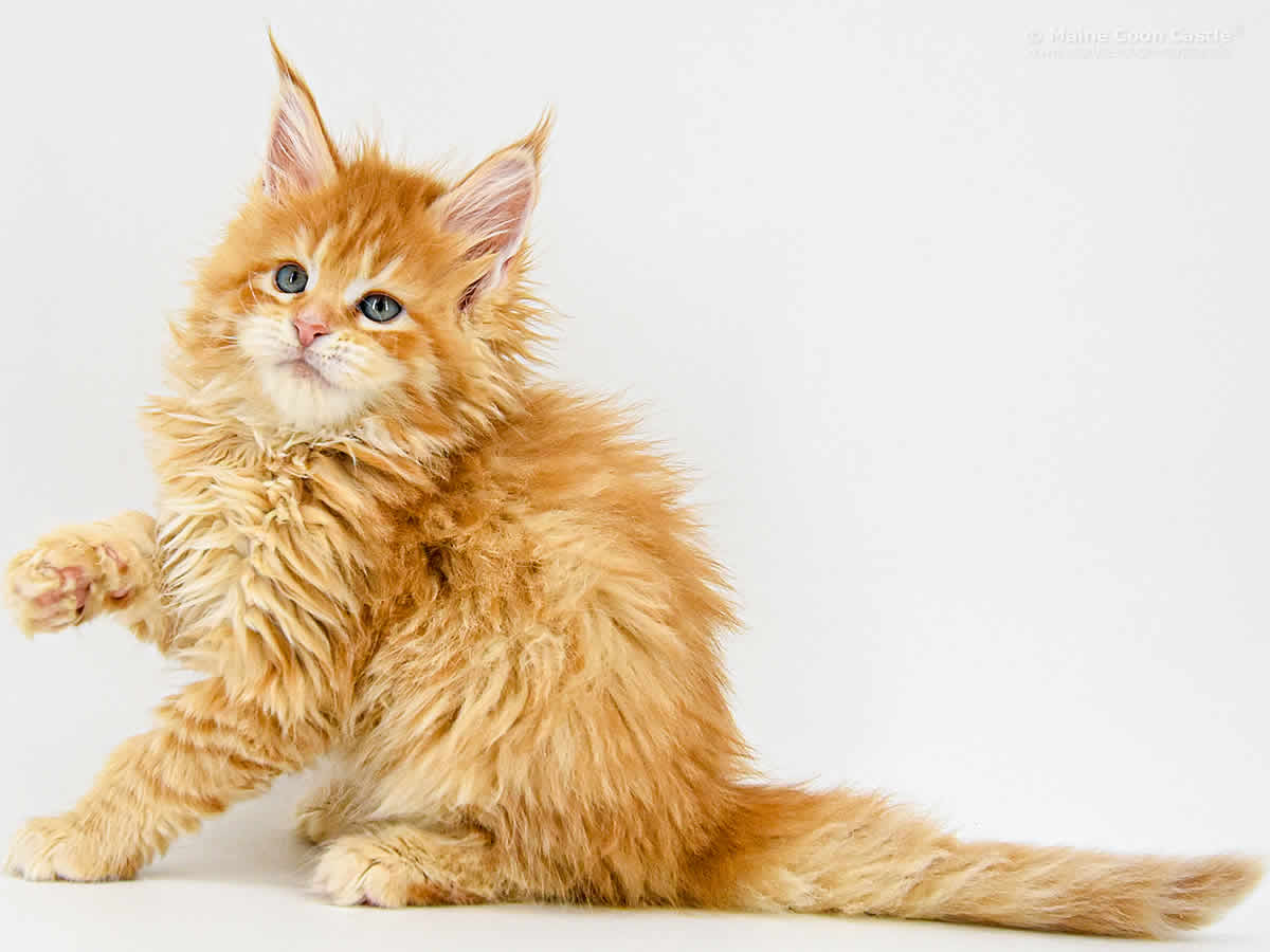 Nanny 7 Wochen Nanny 7 Wochen