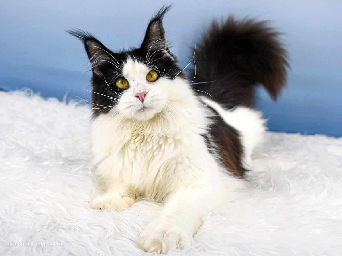 Pepa of Maine Coon Castle Pepa of Maine Coon Castle