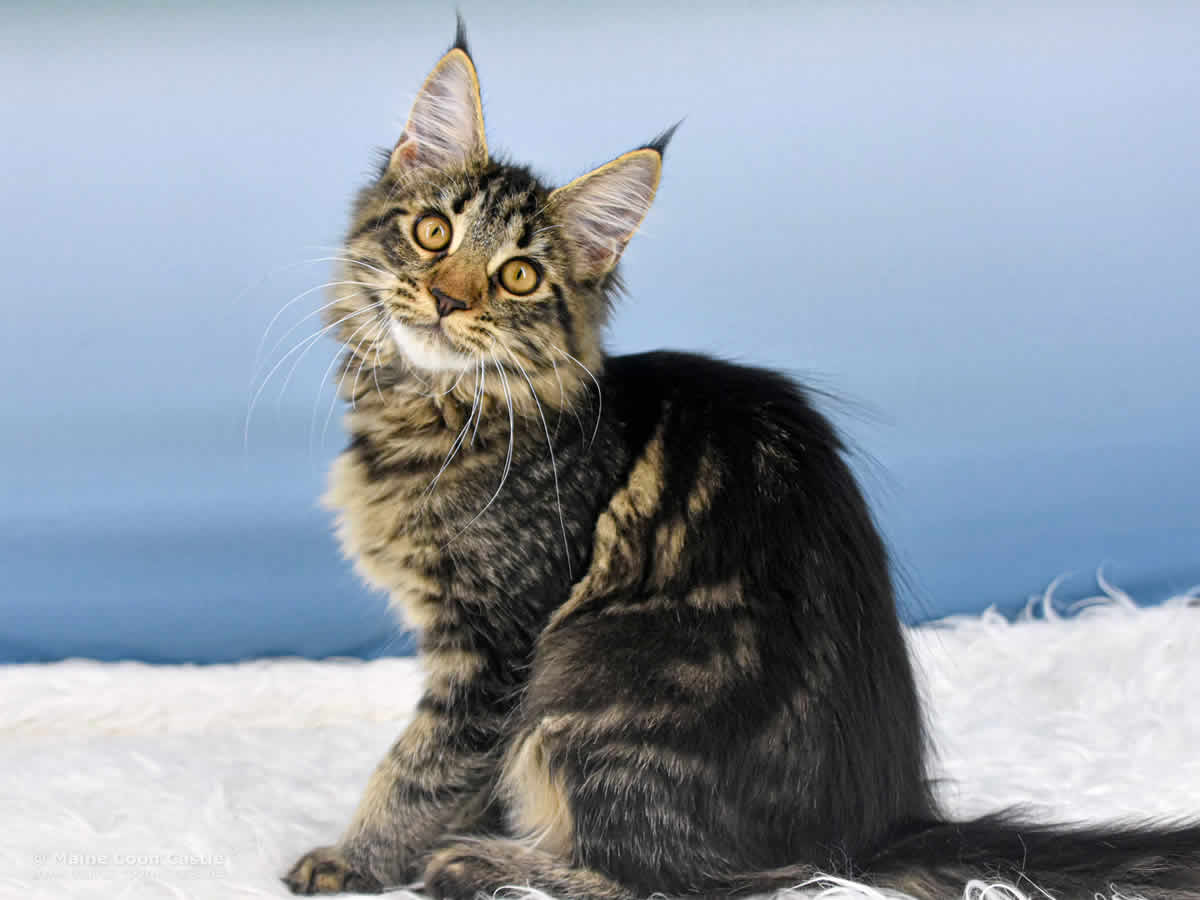 Ula of Maine Coon Castle