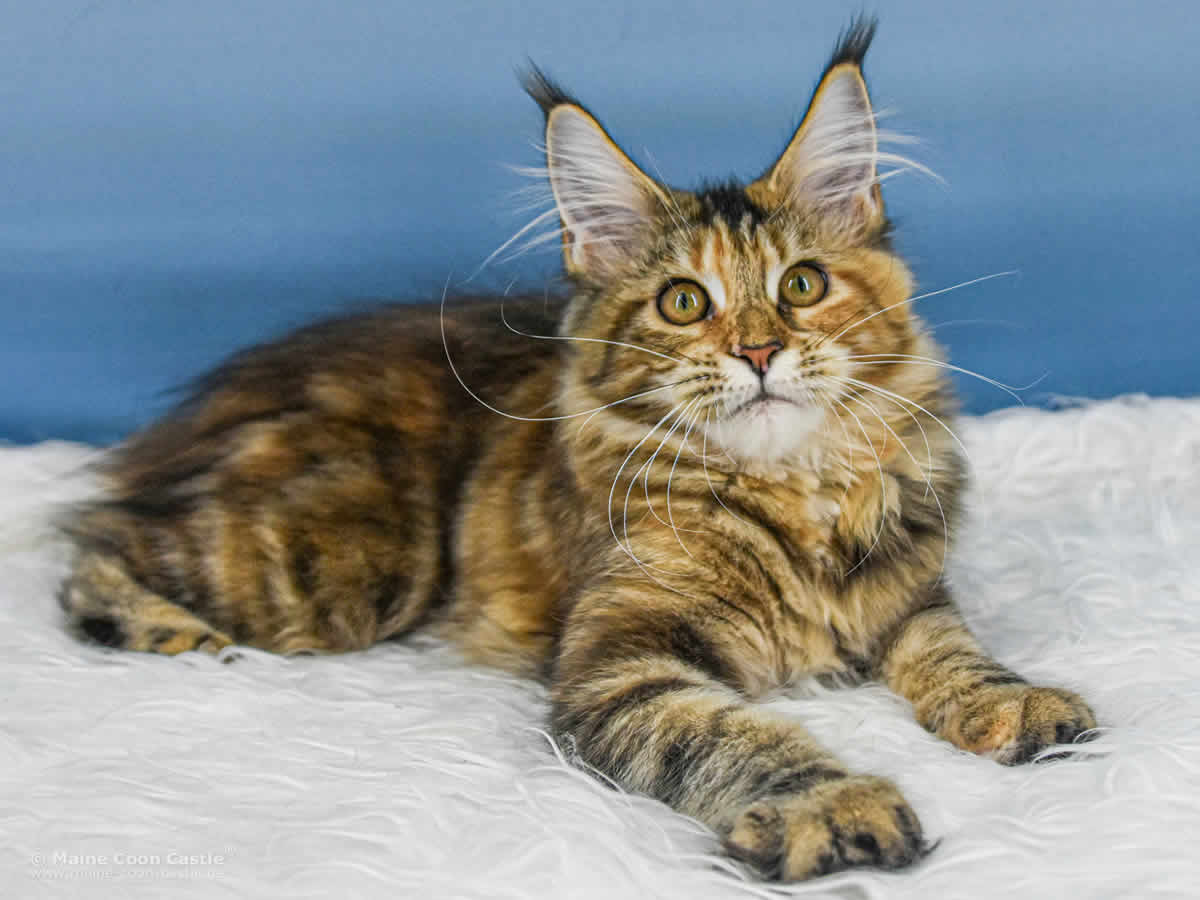 Valentina of Maine Coon Castle