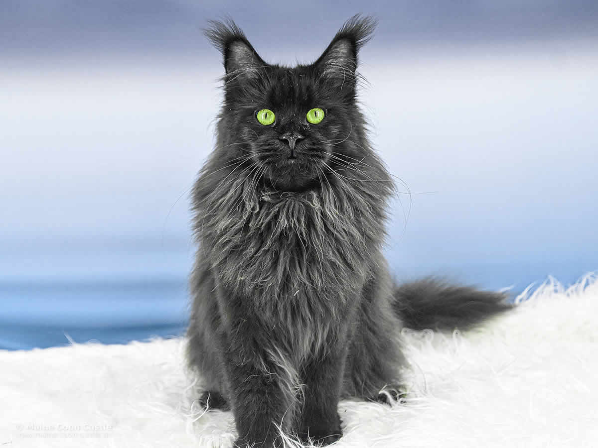 Wally of Maine Coon Castle