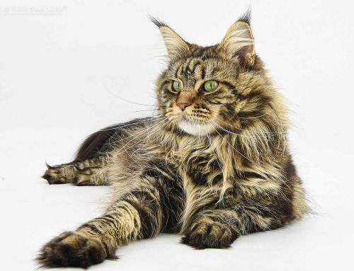 Zarina of Delia’s Castle