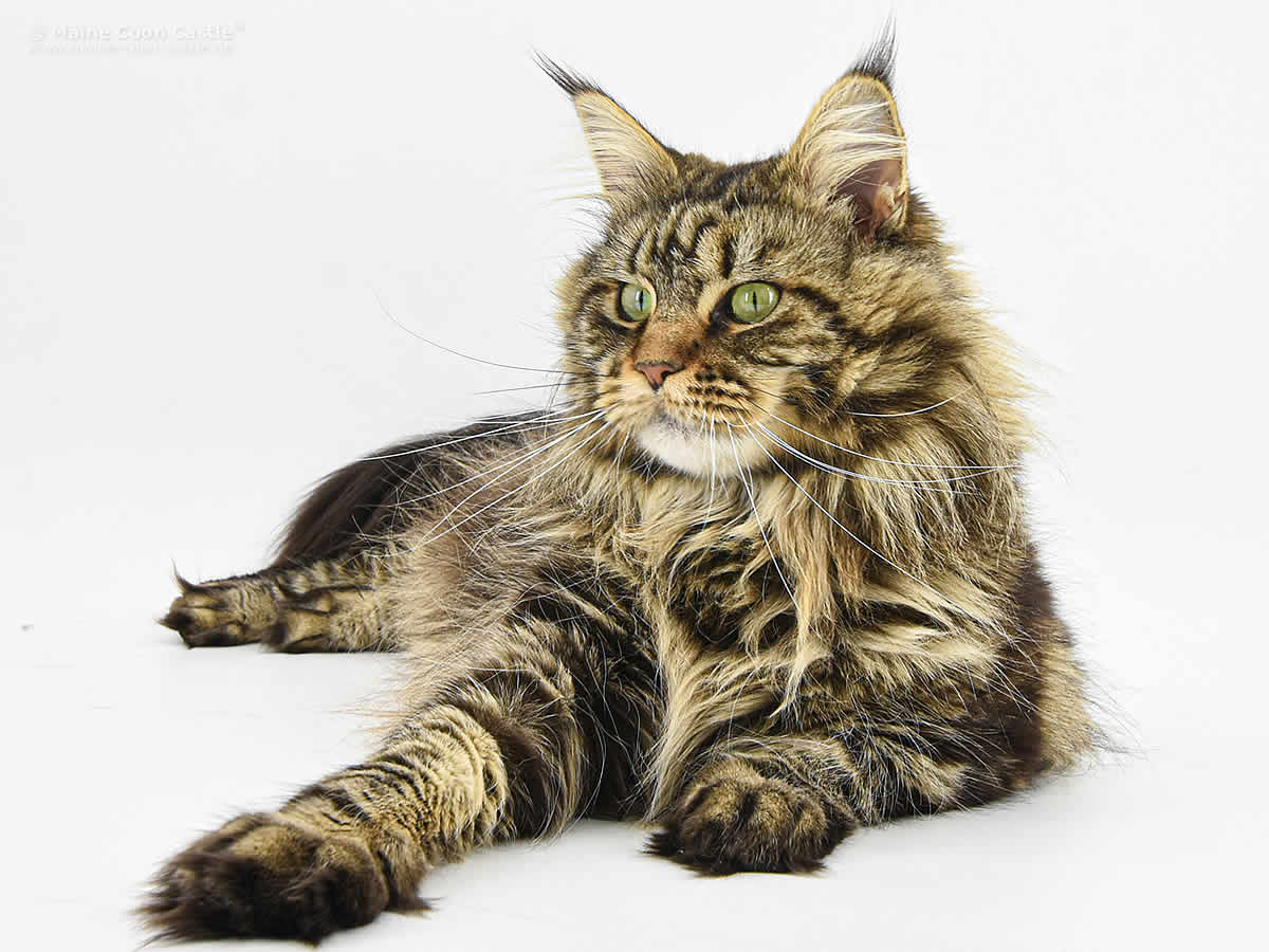 Zarina of Delia’s Castle