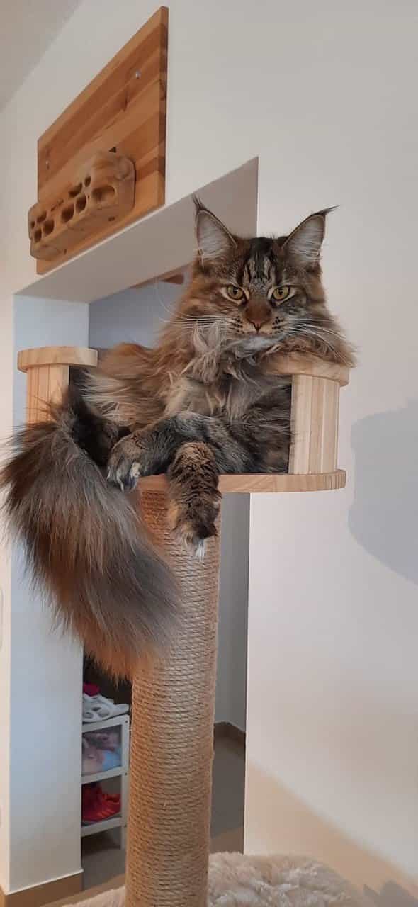 Bin schon groß. Kann bereits gucken wie Mama Bin schon groß. Kann bereits gucken wie Mama