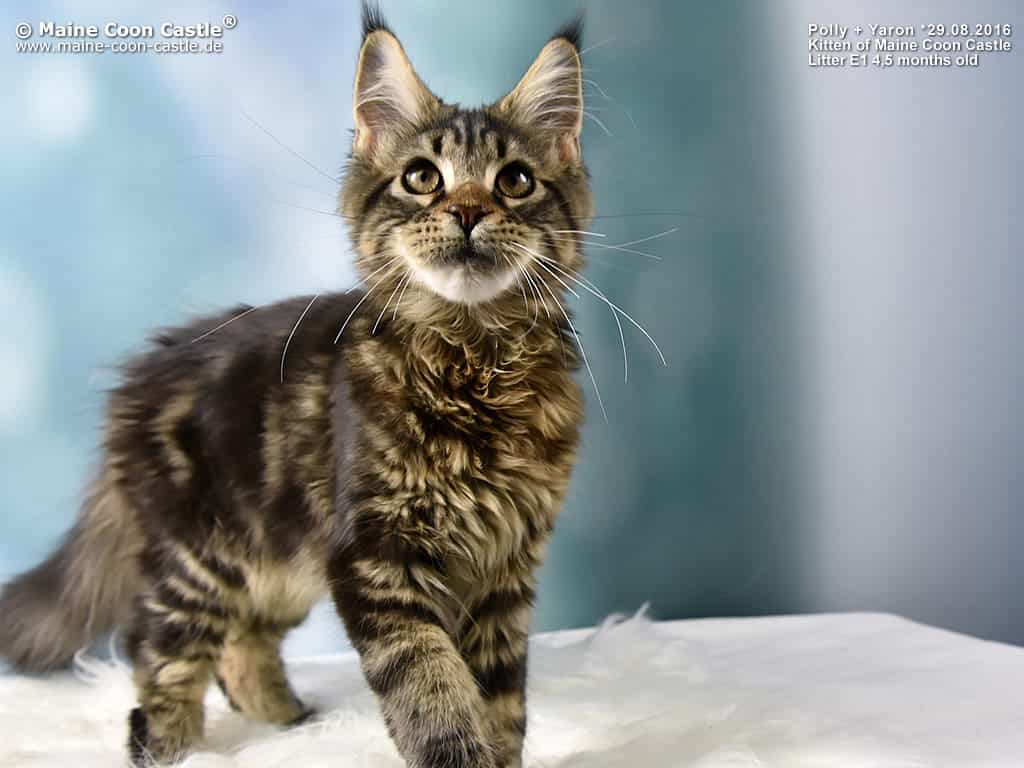 Erwin 4,5 Monate alt Erwin 4,5 Monate alt