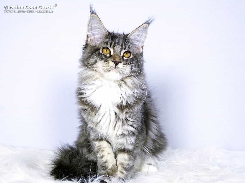 Fiby 4 Monate alt Fiby 4 Monate alt