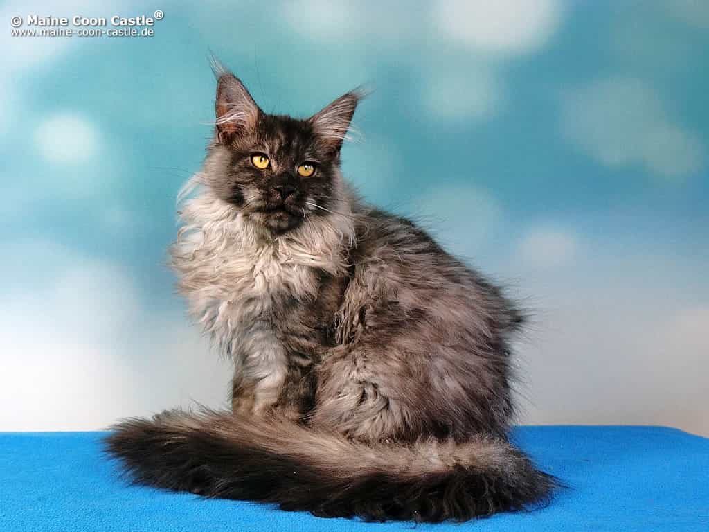 Franky 5 Monate alt Franky 5 Monate alt