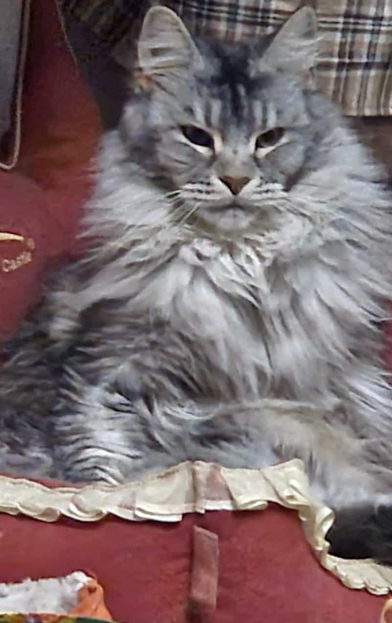 Franny ist eine wirklich liebe Fellnase Franny ist eine wirklich liebe Fellnase