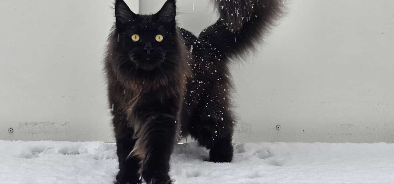 Hugo im Schnee Hugo im Schnee