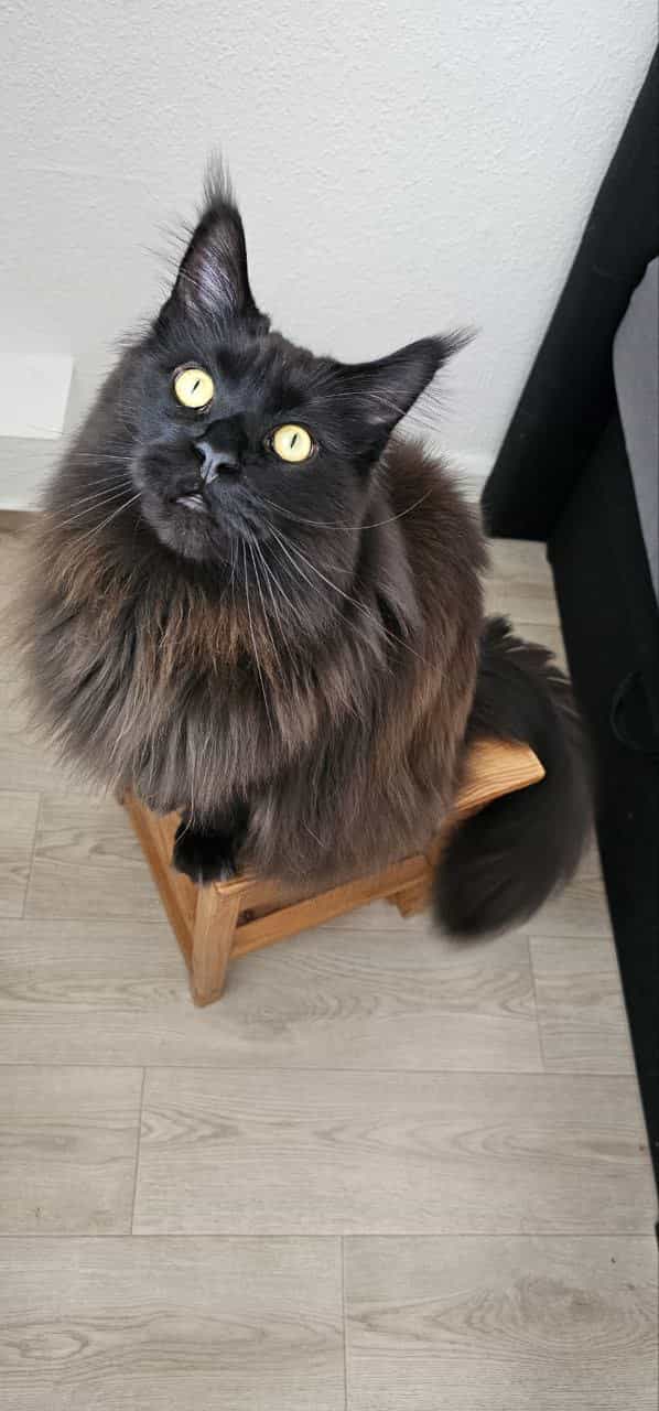 Hugo wünscht seinen Geschwistern alles Gute zum Geburtstag Hugo wünscht seinen Geschwistern alles Gute zum Geburtstag