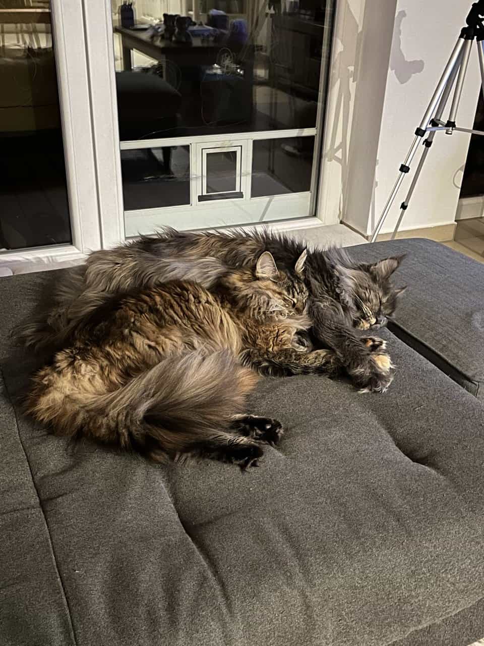 Ivette und Ushi wünschen gute Nacht Ivette und Ushi wünschen gute Nacht