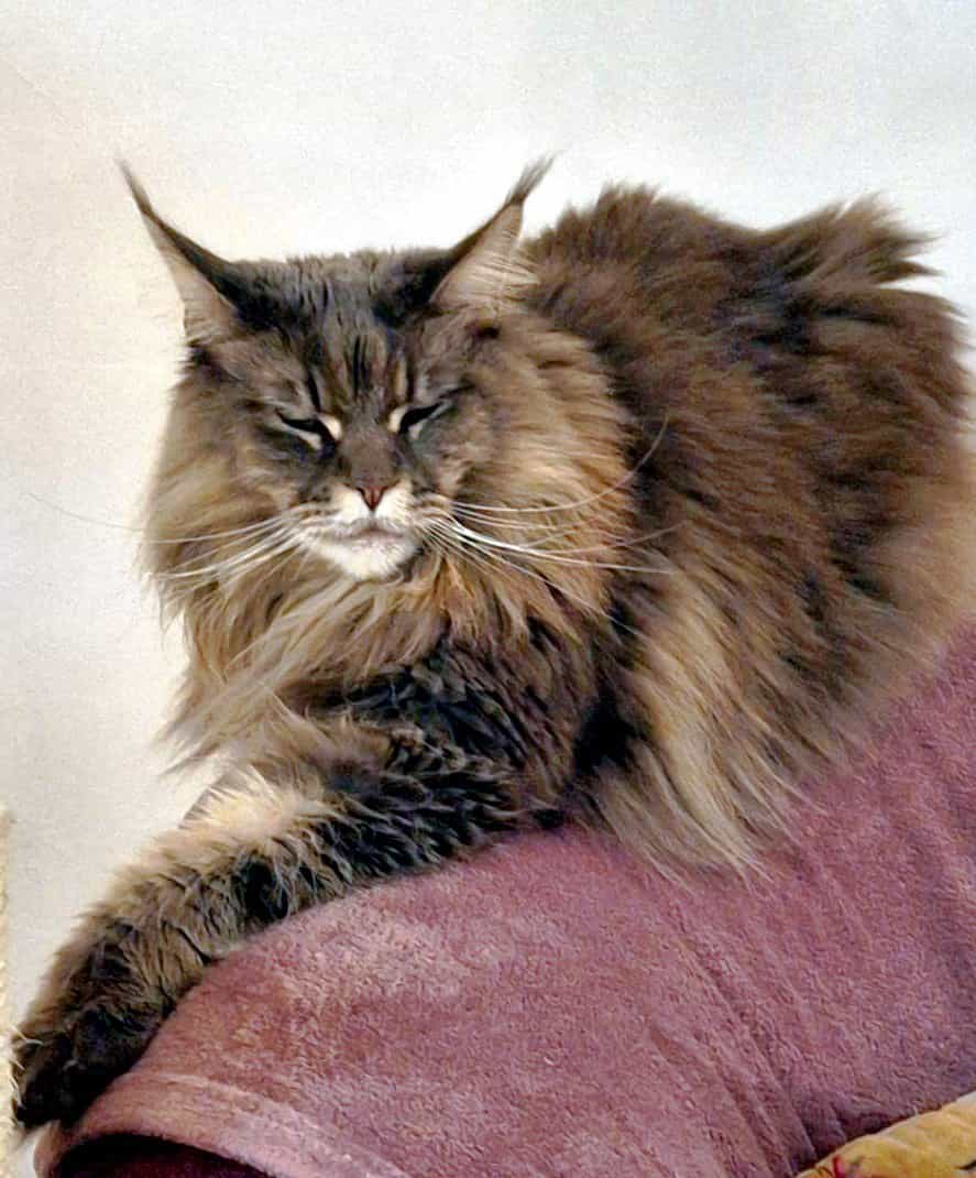 Maine Coon Jada Maine Coon Katze Jada