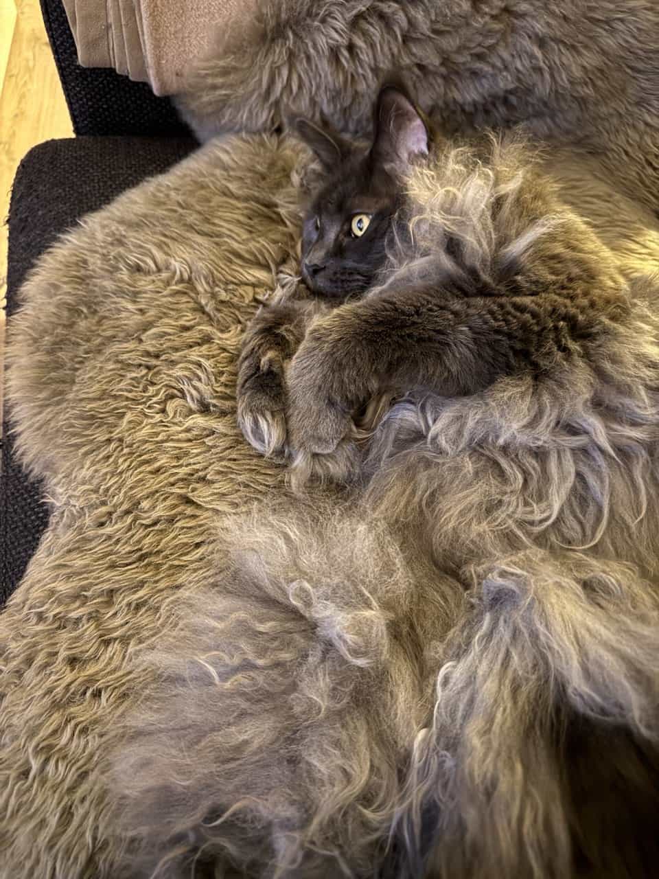 Kuschel Michi hat Silvester gut überstanden. Kuschel Michi hat Silvester gut überstanden.