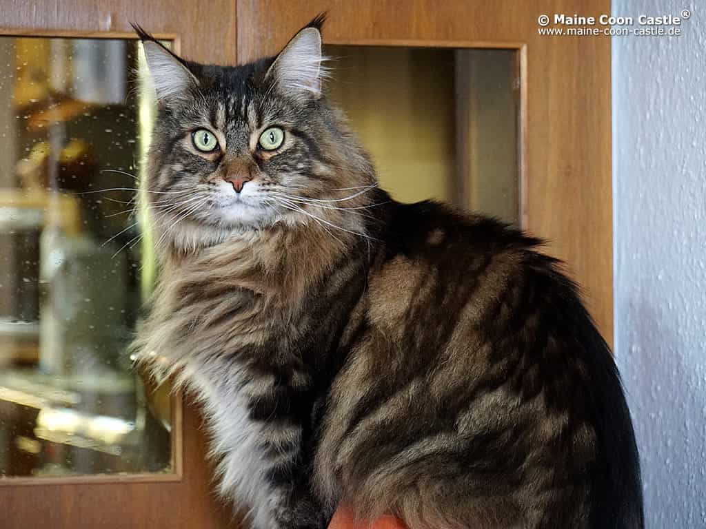 Lazy 2 Jahre und 8 Monate alt Lazy 2 Jahre und 8 Monate alt