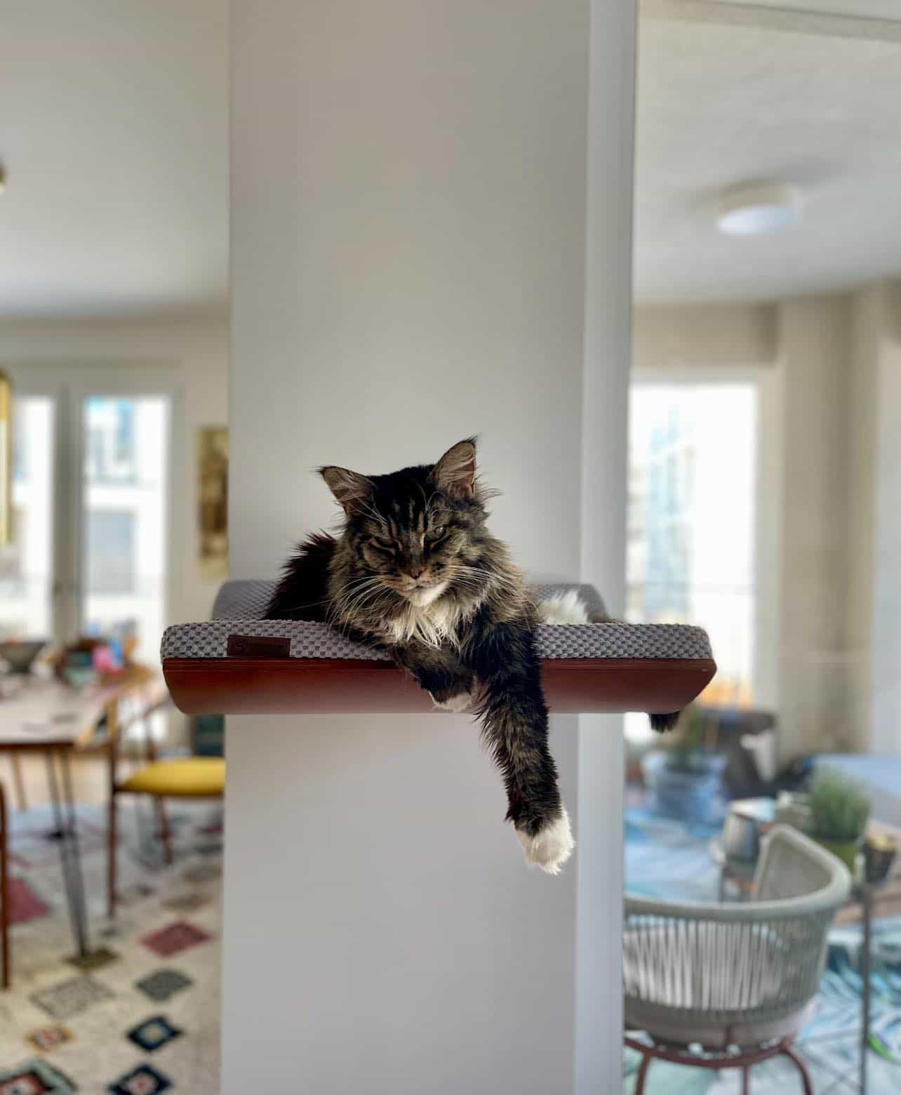 Maika Maine Coon Katze Maika