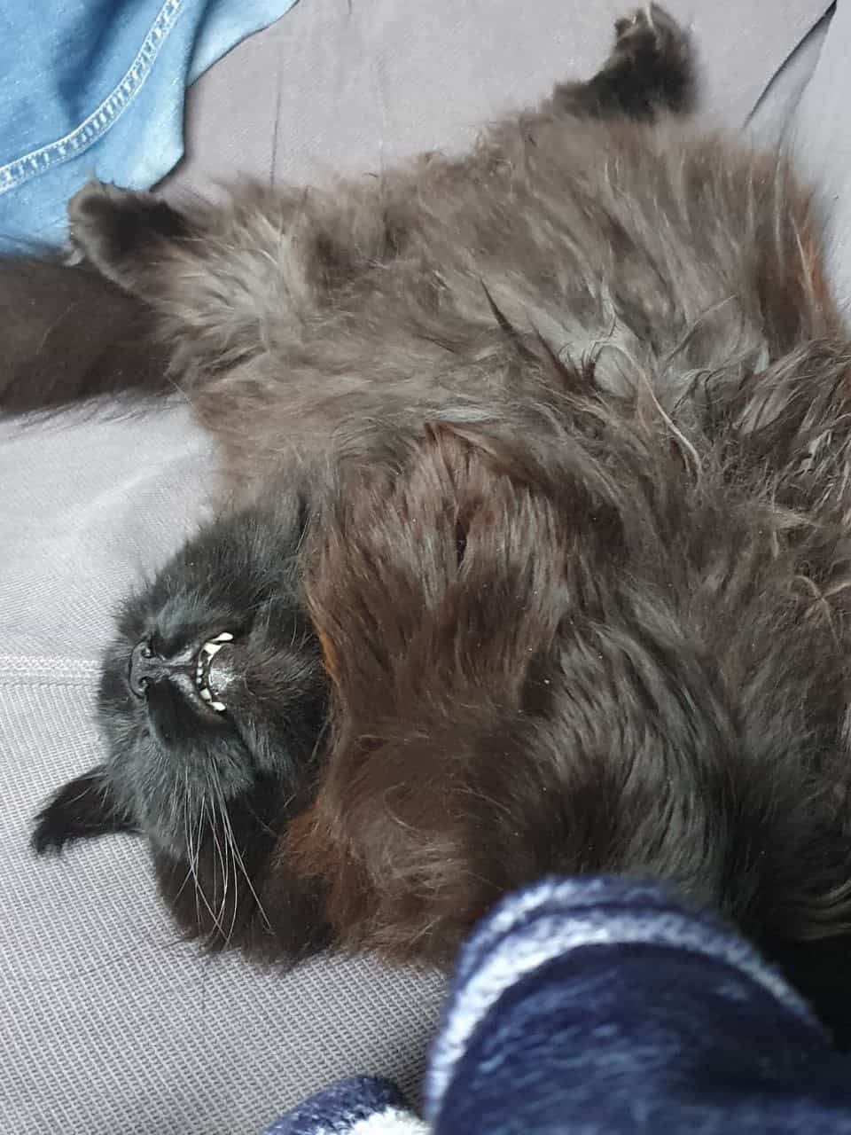 Mein kleiner Vampir Mein kleiner Vampir