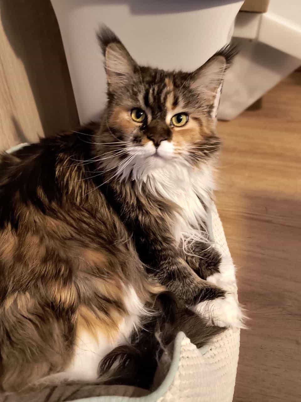 Meine liebe Zuckersüße Wilma Meine liebe Zuckersüße Wilma