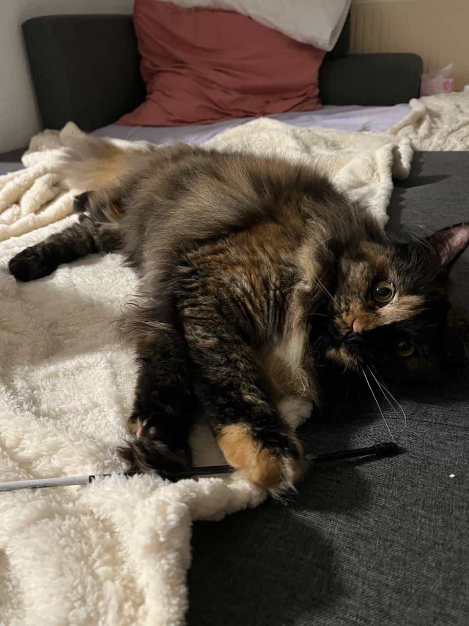 Mini Ninja Sammy Mini Ninja Sammy