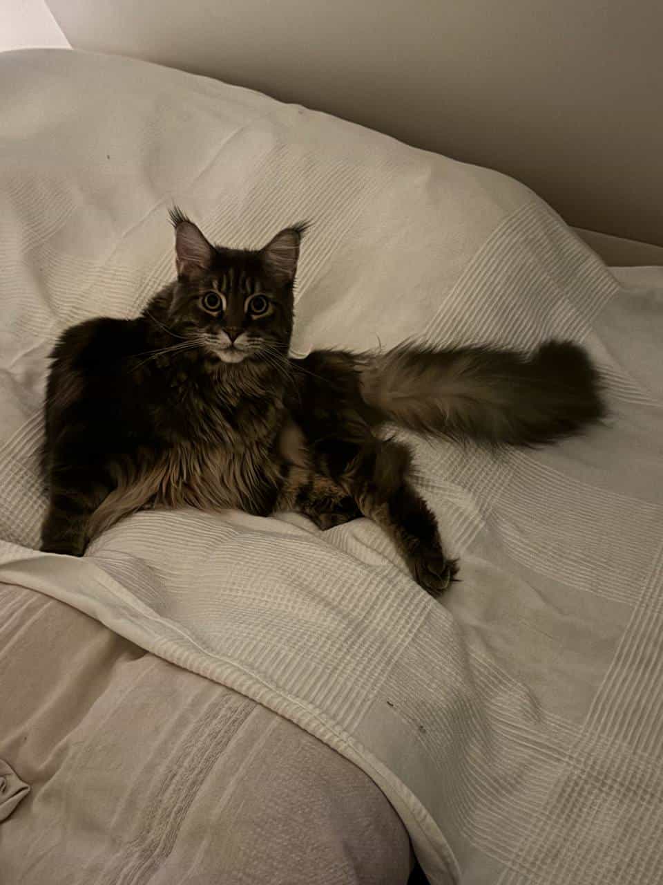 Na klar… vom Katzenklo direkt ins gemachte Bett mit weißem Überzug und erstmal Popo putzen. Wir danken Na klar… vom Katzenklo direkt ins gemachte Bett mit weißem Überzug und erstmal Popo putzen. Wir danken