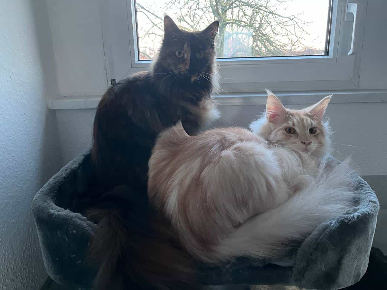 Nein, wir machen niemals Blödsinn Nein, wir machen niemals Blödsinn