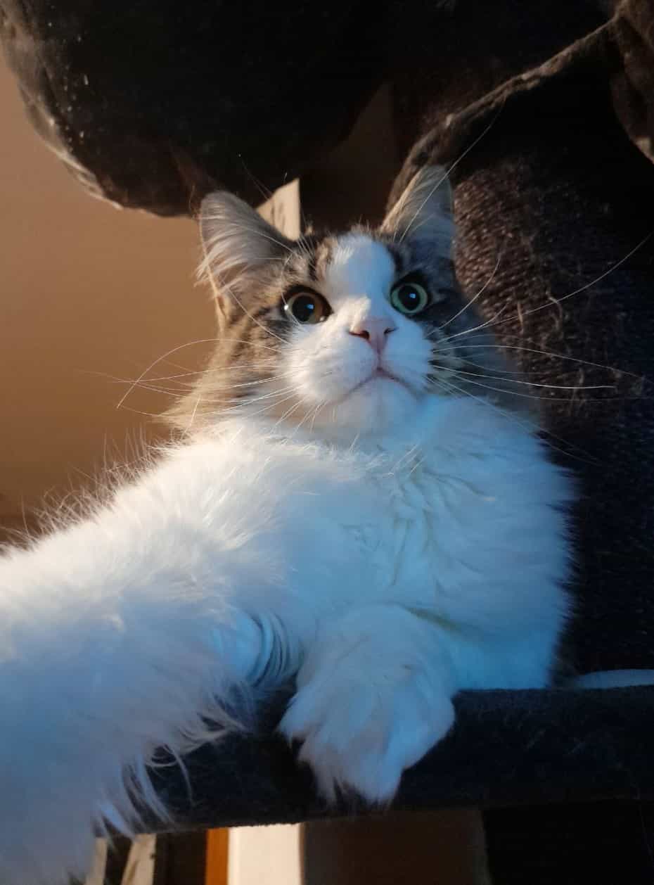 Pelle beim Fernsehen Pelle beim Fernsehen