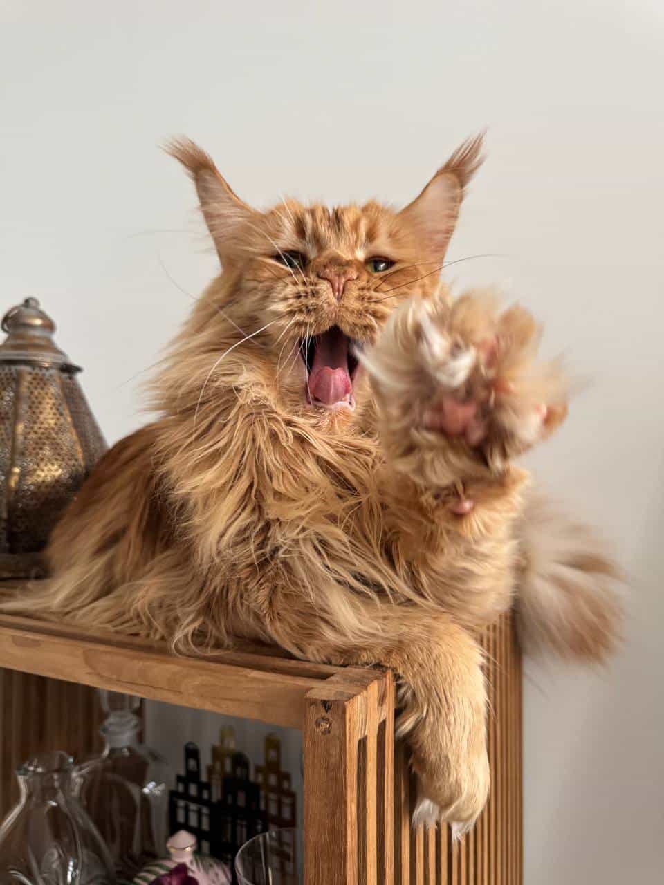 Schnappschuß von Dave Schnappschuß von Dave