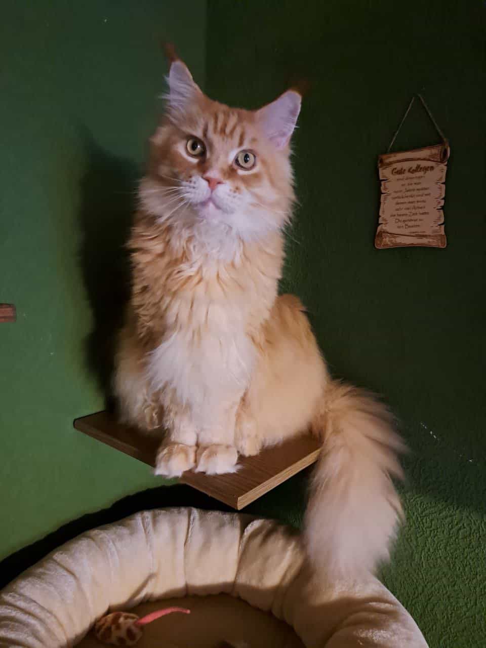 So ein schönes rotes Fell haben wir auch So ein schönes rotes Fell haben wir auch