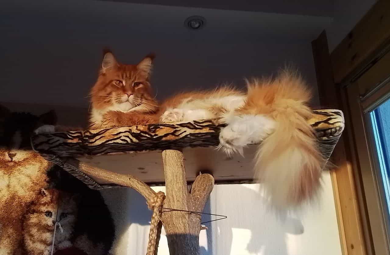 Wer oder was stört mich in meiner Mittagsruhe Wer oder was stört mich in meiner Mittagsruhe