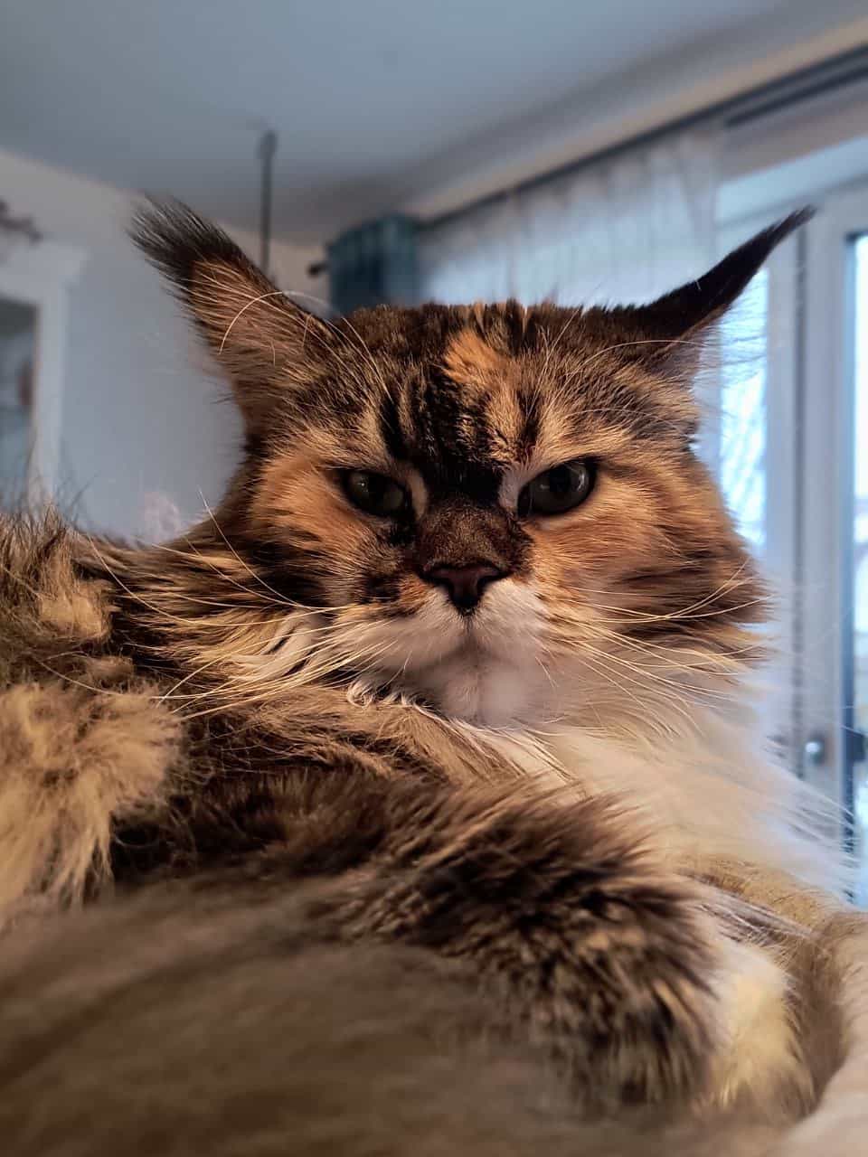 Wilma of Maine Coon Castle Wilma of Maine Coon Castle