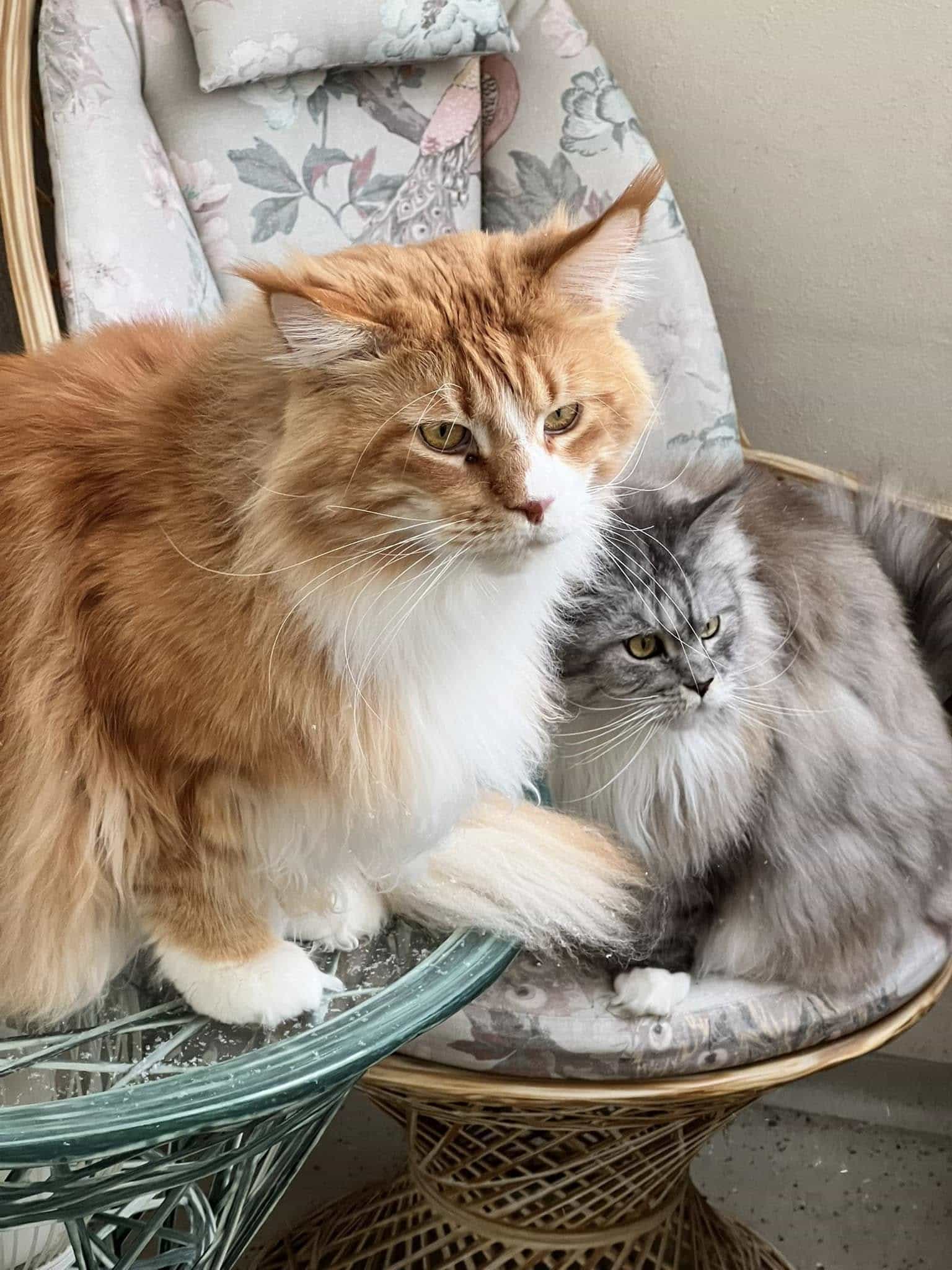 Wotan und Fanny Wotan und Fanny