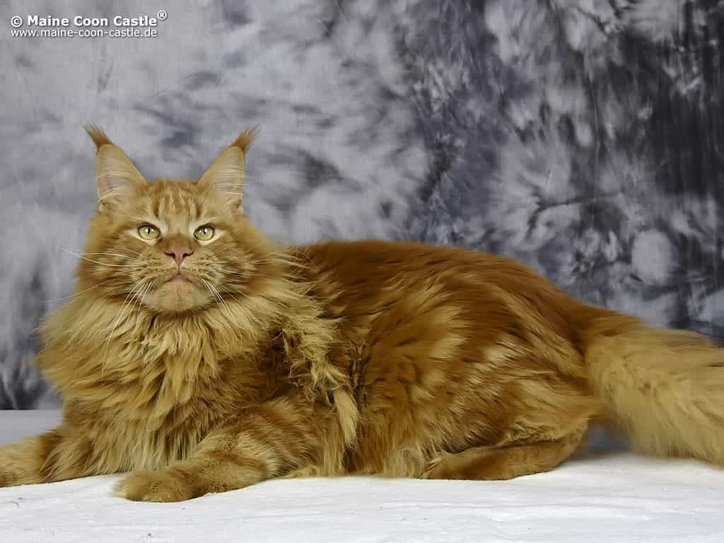 Zeus 1 Jahr und 2 Monate alt Zeus 1 Jahr und 2 Monate alt