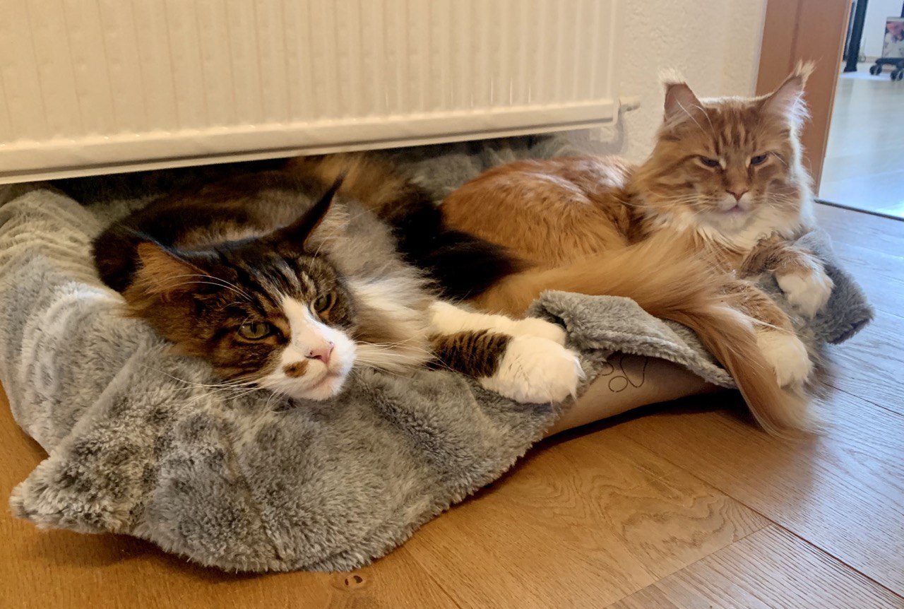 An der Heizung ist es schön kuschlig An der Heizung ist es schön kuschlig