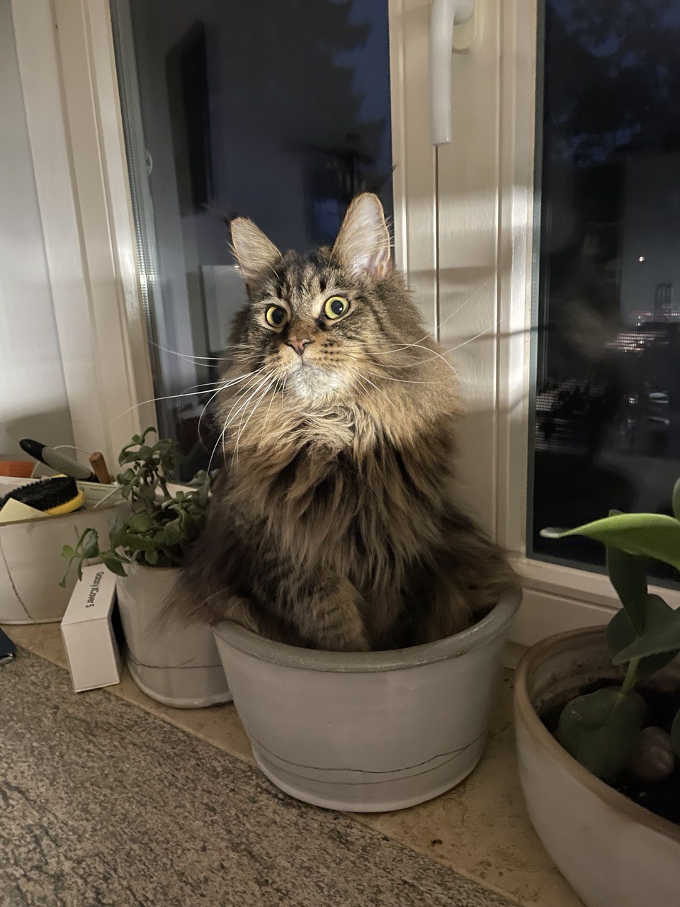 Darky of MCC Darky of MCC