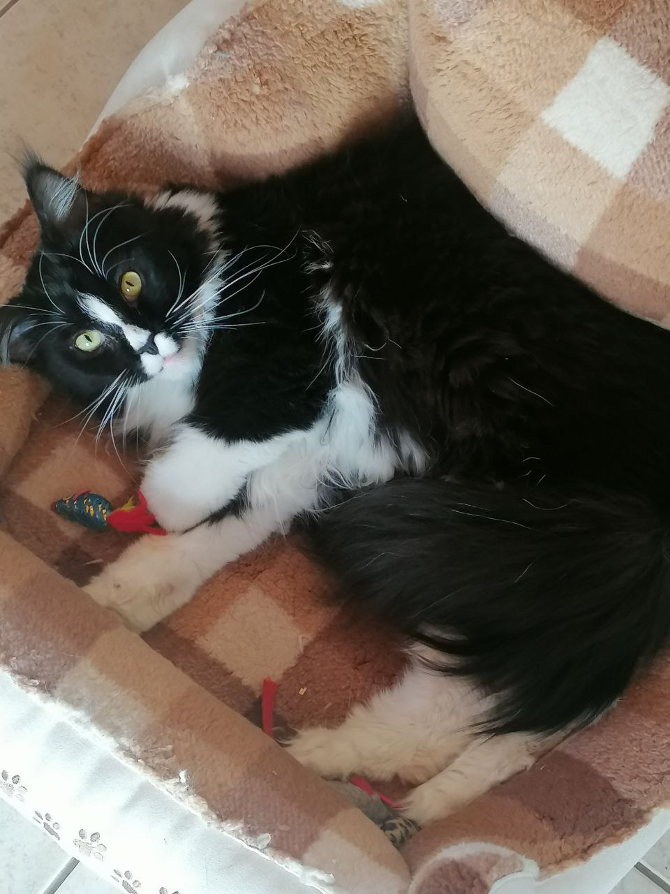 Die beste Gurke der Welt Die beste Gurke der Welt