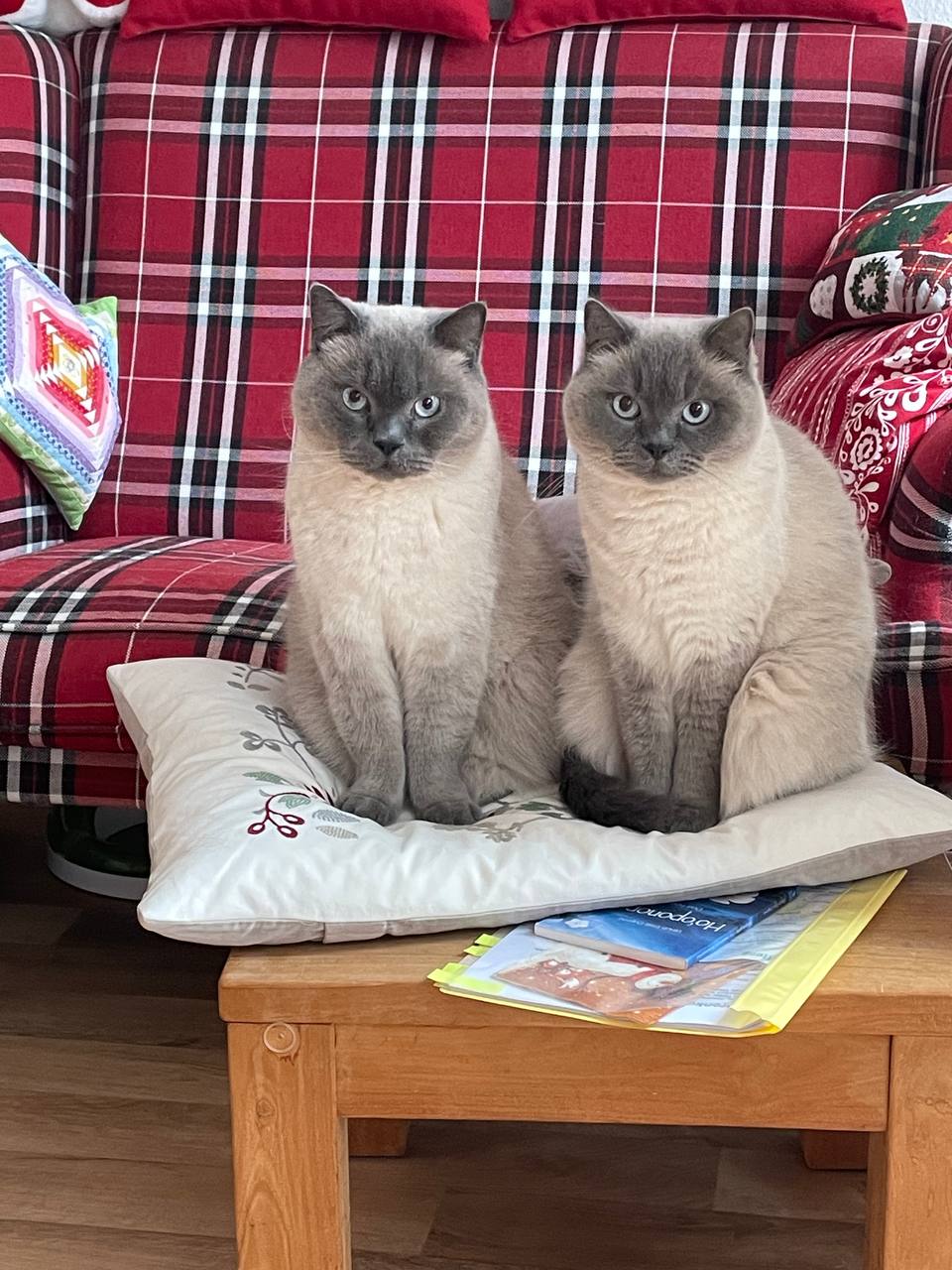 Emil und Krümel leben mit Emely und Tamy zusammen Emil und Krümel leben mit Emely und Tamy zusammen