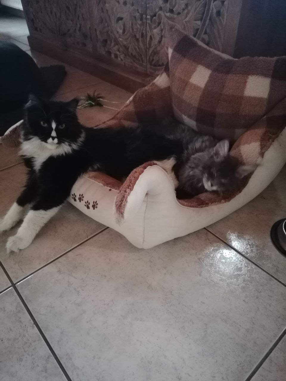 Gurke und Ruby halten Mittagsschläfchen Gurke und Ruby halten Mittagsschläfchen