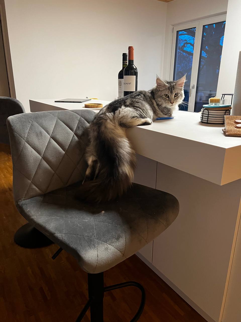 Qiara weiß genau sie darf nicht auf die Küche Qiara weiß genau sie darf nicht auf die Küche