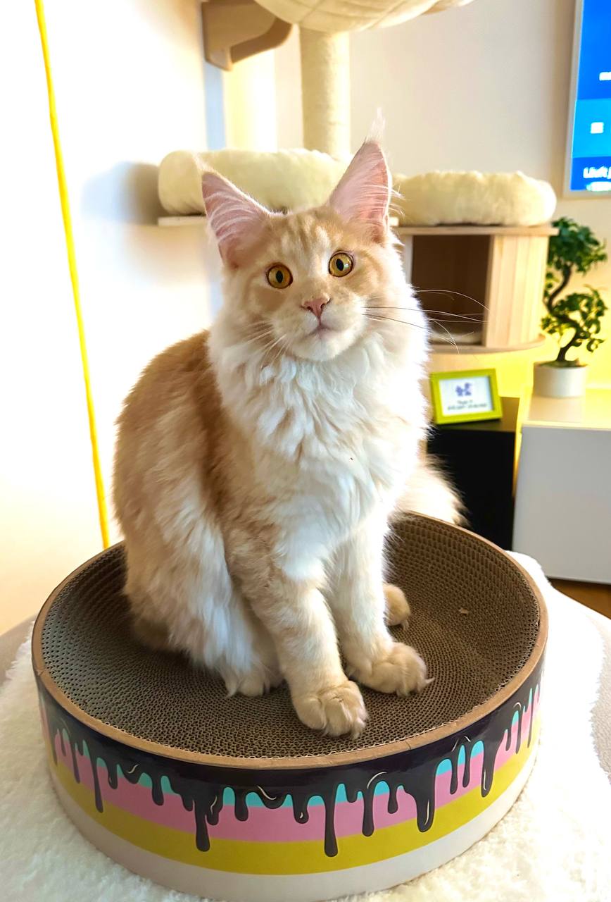 Quiet Fire 6 Monate Quiet Fire 6 Monate