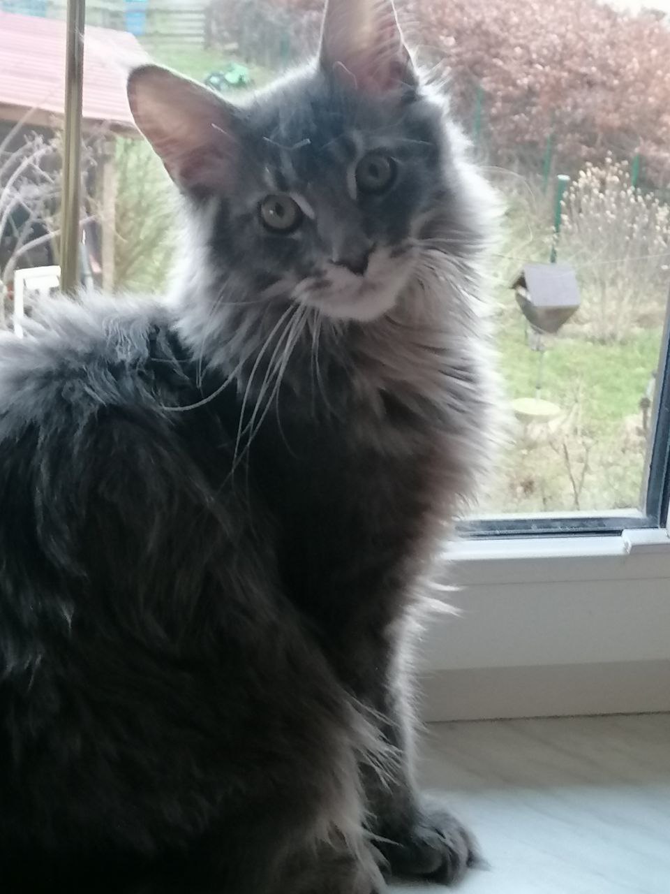 Ruby schaut Spatzenfernsehen Ruby schaut Spatzenfernsehen