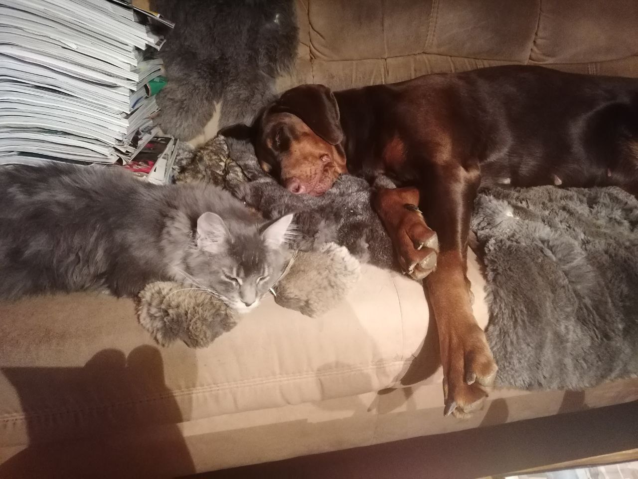 Ruby und Dobermannhündin Ylvi Ruby und Dobermannhündin Ylvi