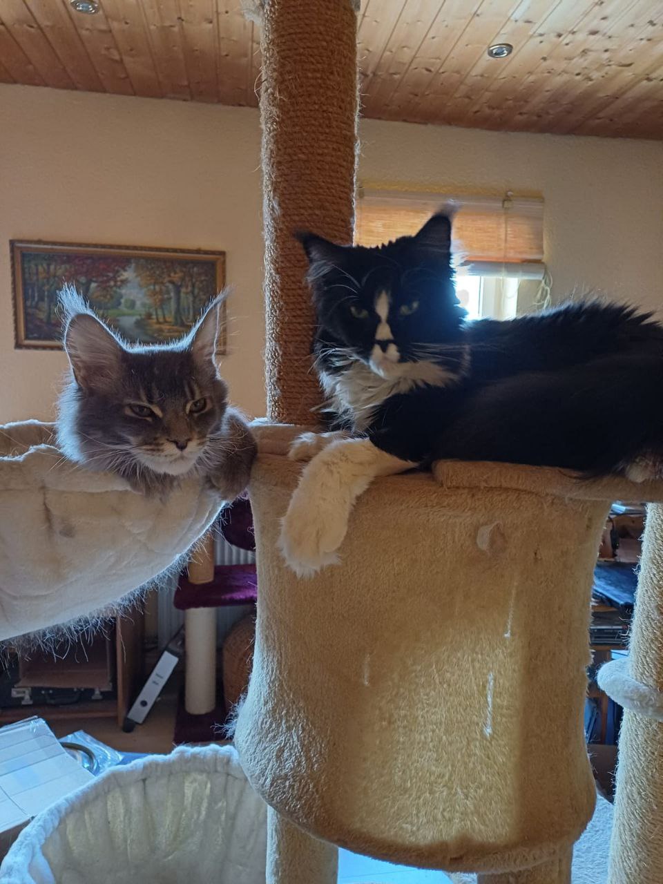 Ruby und Gurke haben die Sonne verpasst Ruby und Gurke haben die Sonne verpasst