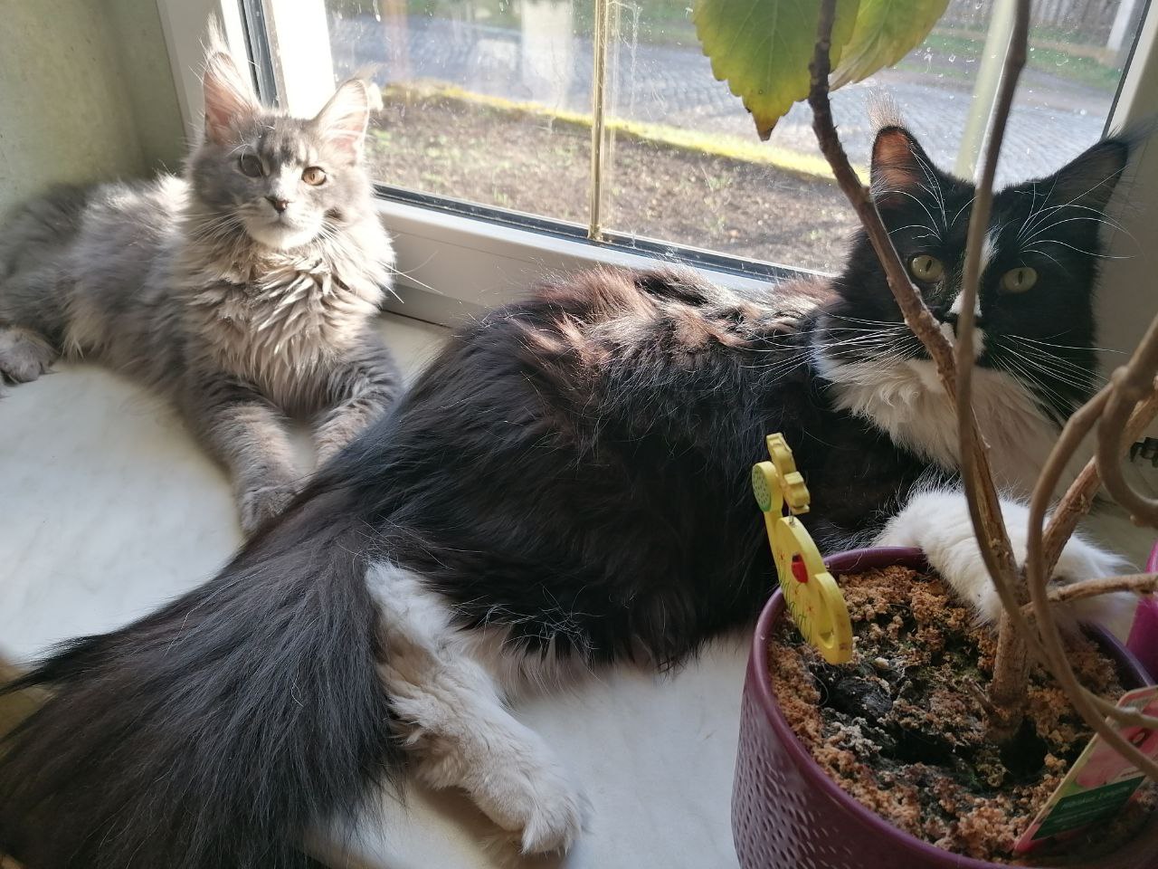 Sonnenplatz am Fenster. Ruby und Gurke genießen die Sonnenstrahlen Sonnenplatz am Fenster. Ruby und Gurke genießen die Sonnenstrahlen